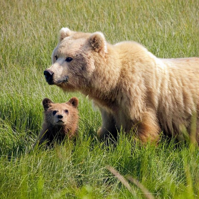 a grizzly bear and cub