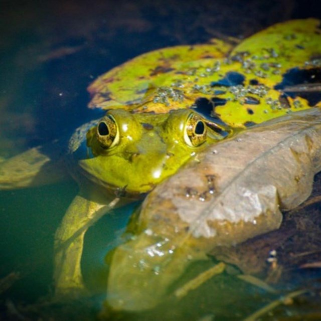 a frog in water