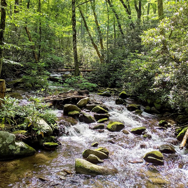 a stream runs through a forest