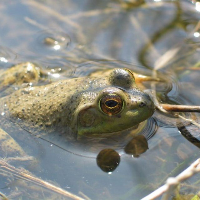 a bullfrog in water