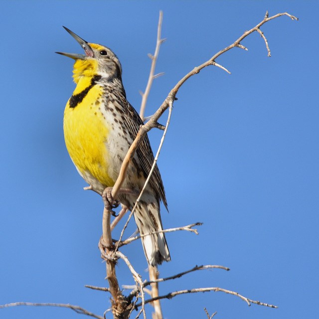 a meadowlark sings