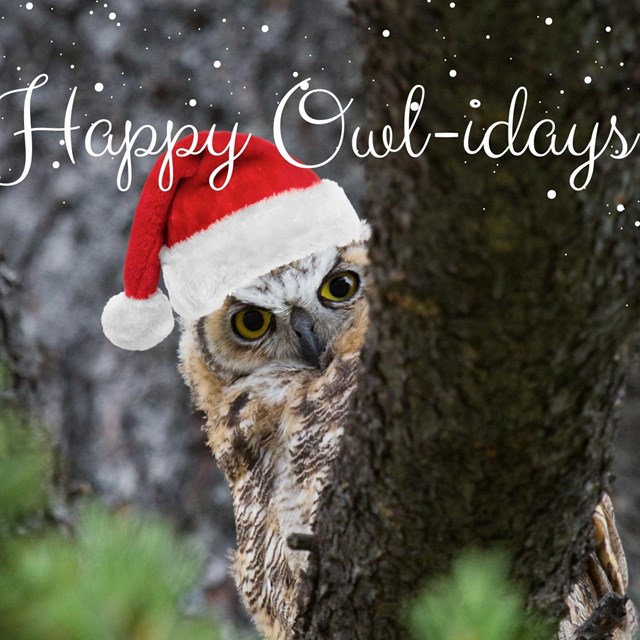 an owl peaks out from behind a tree branch with santa hat and text Happy Owlidays