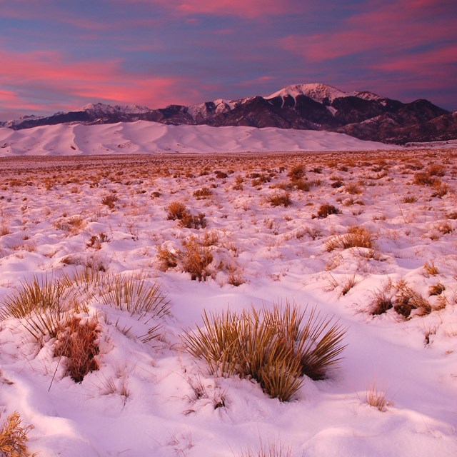 sand dunes rise against a pink sky and snowy foreground