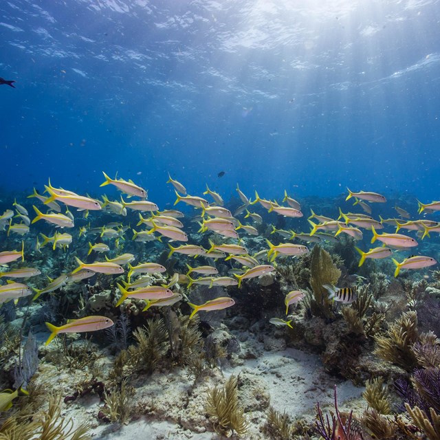 a school of yellow fish swim through a shallow reef