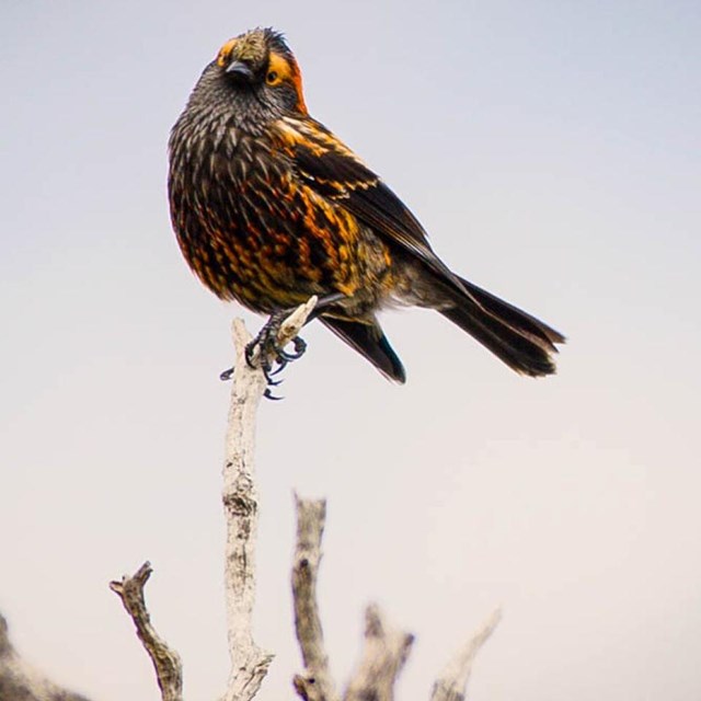 a small colorful bird perches on the tip of a tree branch.