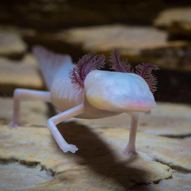 a translucent pink salamander with external gills and no eyes 
