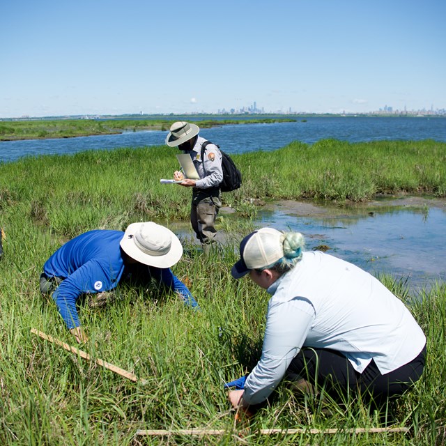 three scientists do field work on the edge of a marsh