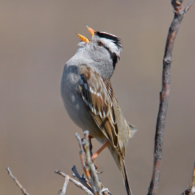 a white-crowned sparrow sings while perched in a tree