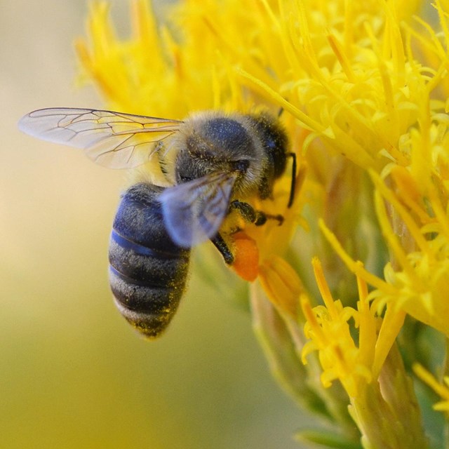 a bee lands on a bunch of yellow flowers