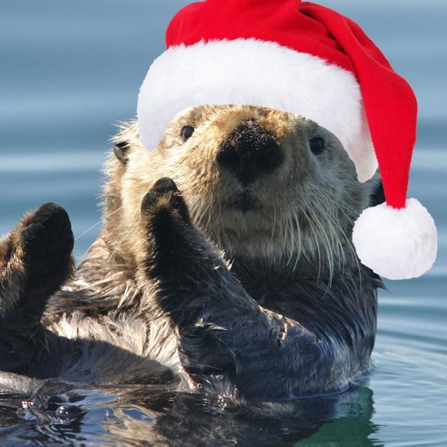an otter floating on the ocean with a santa hat and text overlay 'hope your holidays are otterly joy