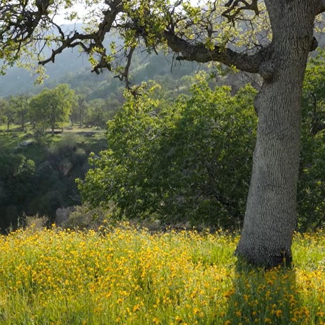 a sunny meadow with flowers and a tree