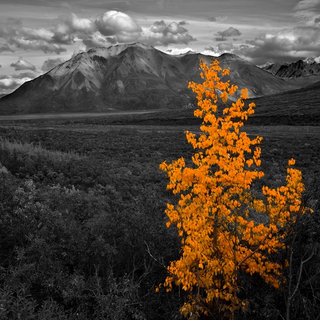 a black and white photo of a tall mountain with one orange colored tree in the foreground 