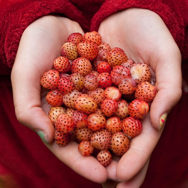 a person holds out a handful of red berries