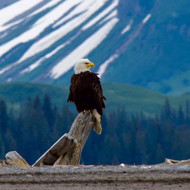 a bald eagle perches on a stump with a mountain and forest in the background