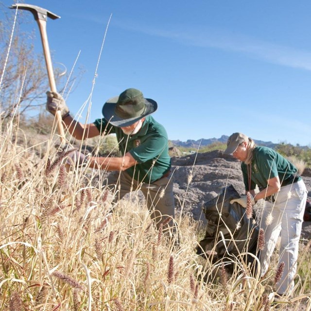 two volunteers work to remove invasive bufflegrass