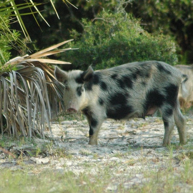 a spotted feral pig