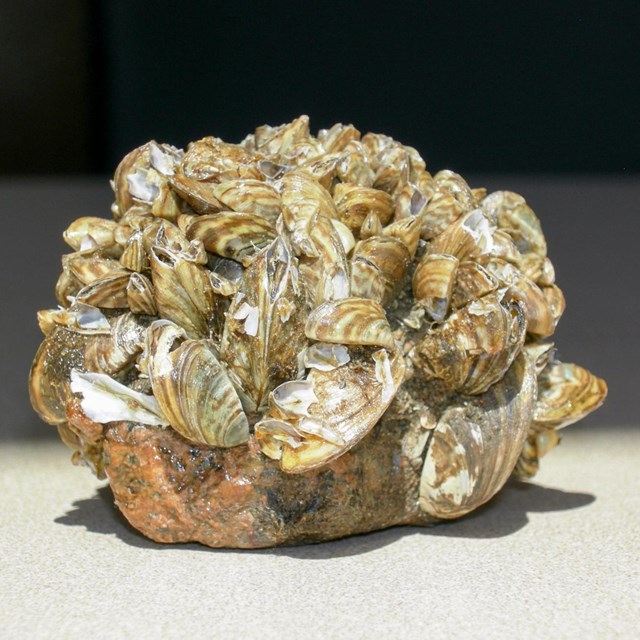 a cluster of zebra mussels on a rock