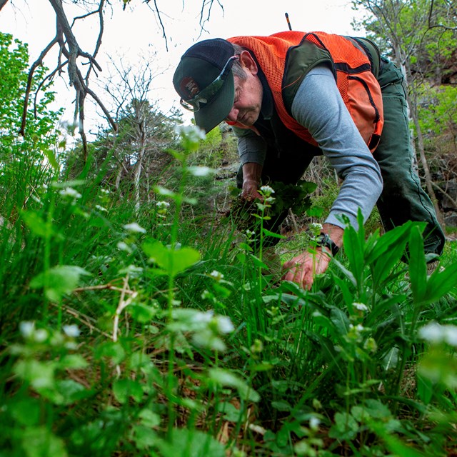 a person in uniform and safety vest bends down to inspect plants.