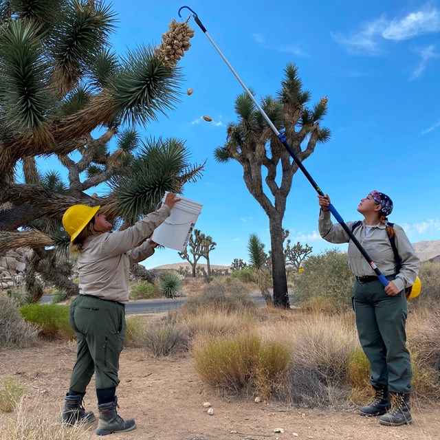 two women in national park service uniforms collect fruit from a joshua tree