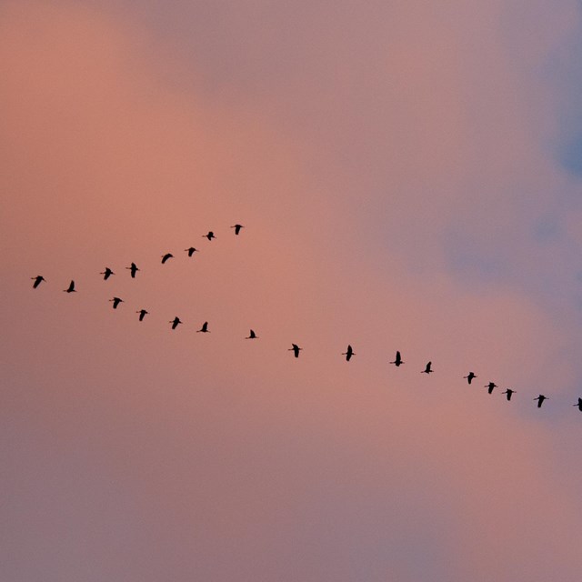 birds flying in a v formation at sunset