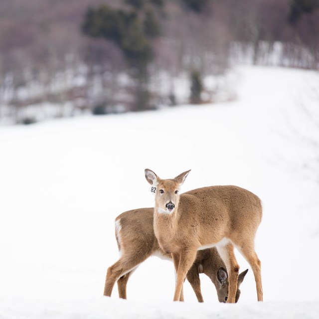 2 deer stand in the snow 