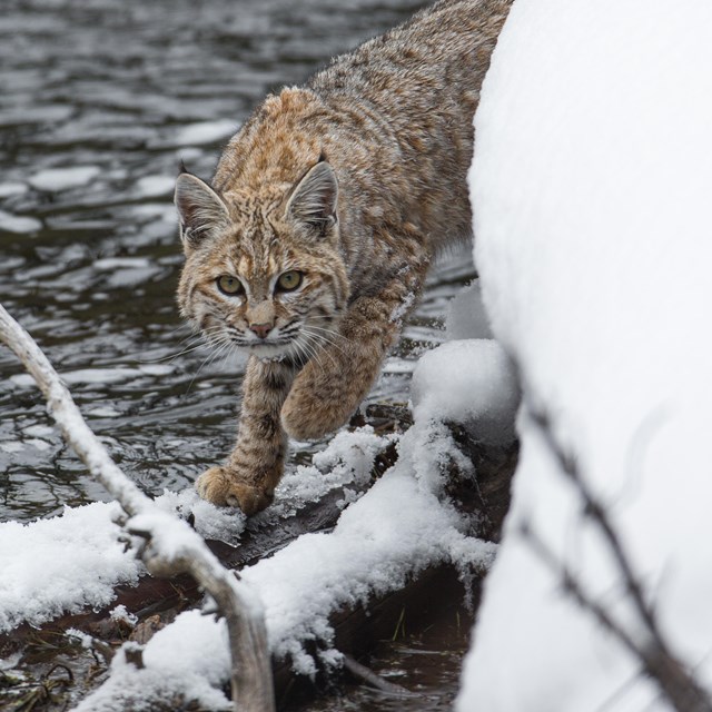 a bobcat rounds the corner of a snow riverbank 