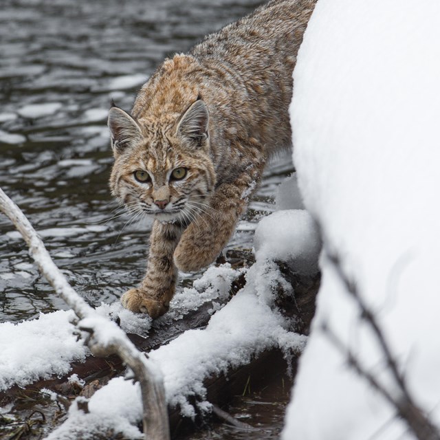 a bobcat rounds the corner of a snow riverbank 