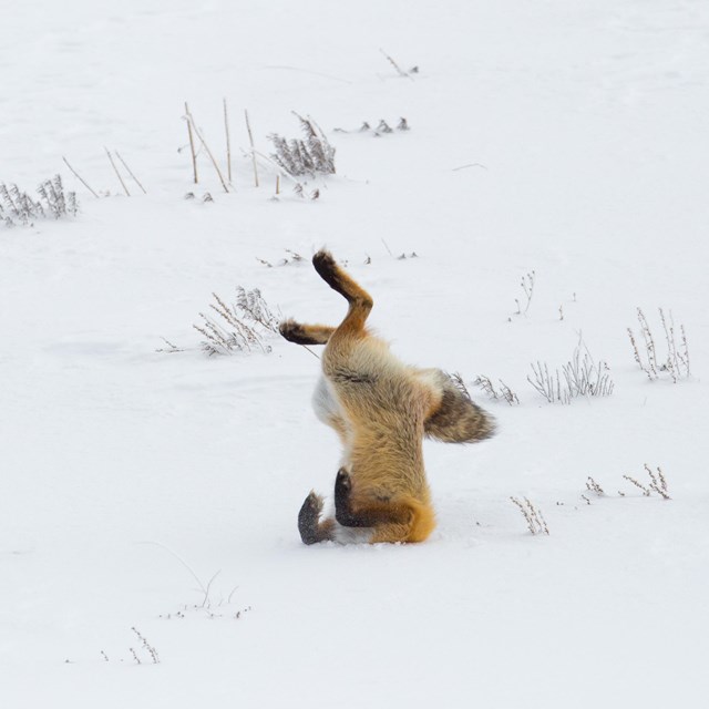 a fox with its head in the snow 