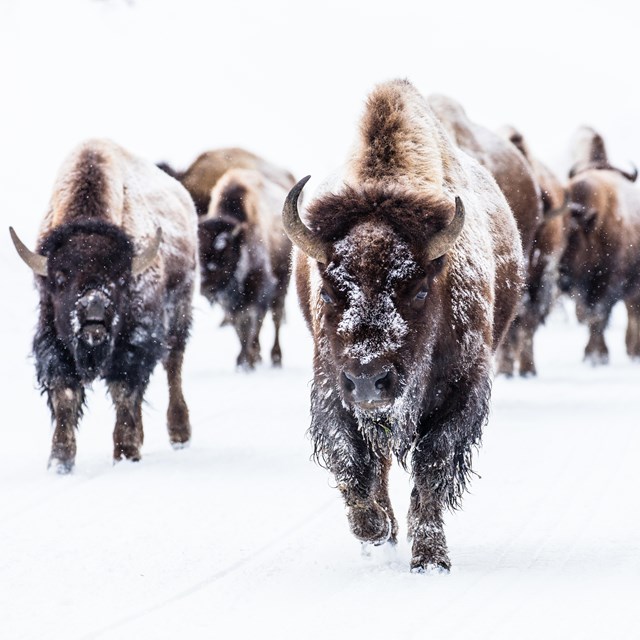 a group of bison walking in the snow 