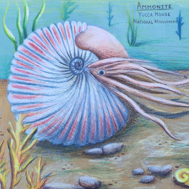 a drawing of an ammonite underwater