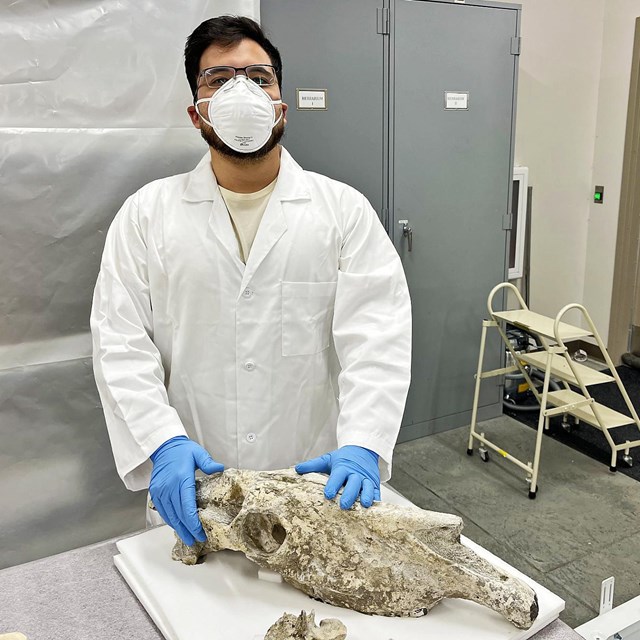 a man wears a mask, gloves, and lab coat to handle a fossil skull in a lab