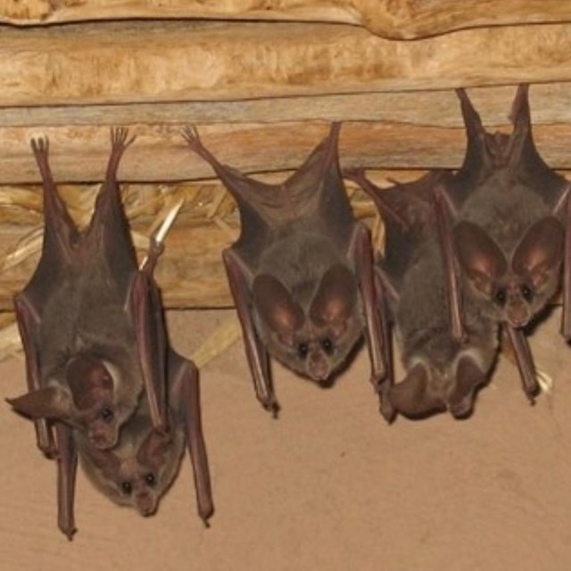 8 small brown bats with large round ears hang from the ceiling