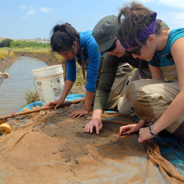 Three students crouch over a sampling of soil from a river