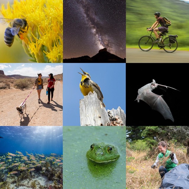a grid of images featuring animals, people, and the night sky