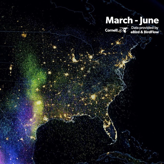 a map of the migratory patterns of birds in the spring