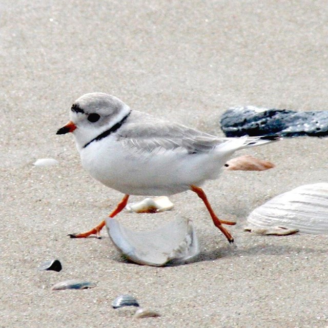 a small light colored bird walking on sand 
