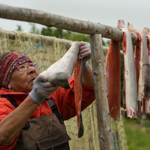 an Alaska Native woman hangs fish to dry
