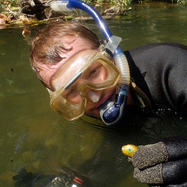 a snorkeler in shallow water holds up a tagged mussel