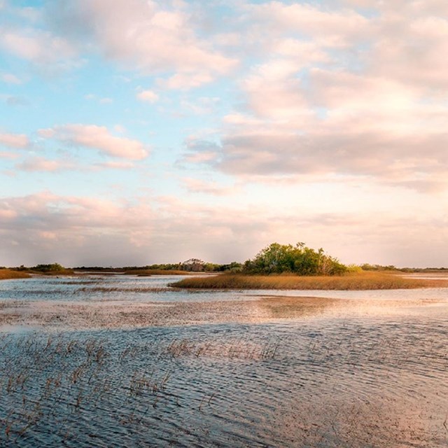 the pastel beginnings of a sunset over a marshy slough in the Everglades