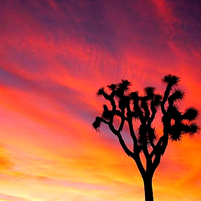 a silhouette of a joshua tree at sunset