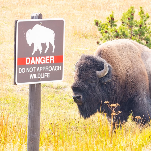 a bison stands next to a sign that says 