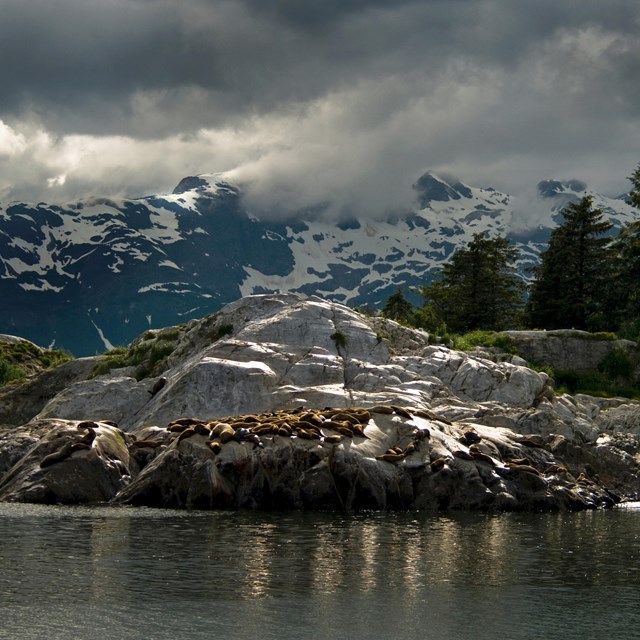 sea lions on a rocky coastline with an evergreen forest and snowy mountains in the background