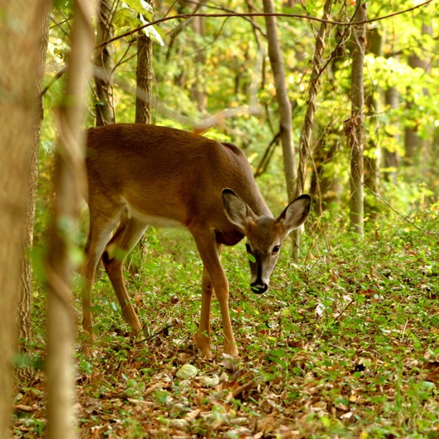 a white-tailed deer in a forest
