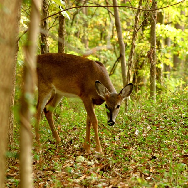 a white-tailed deer in a forest