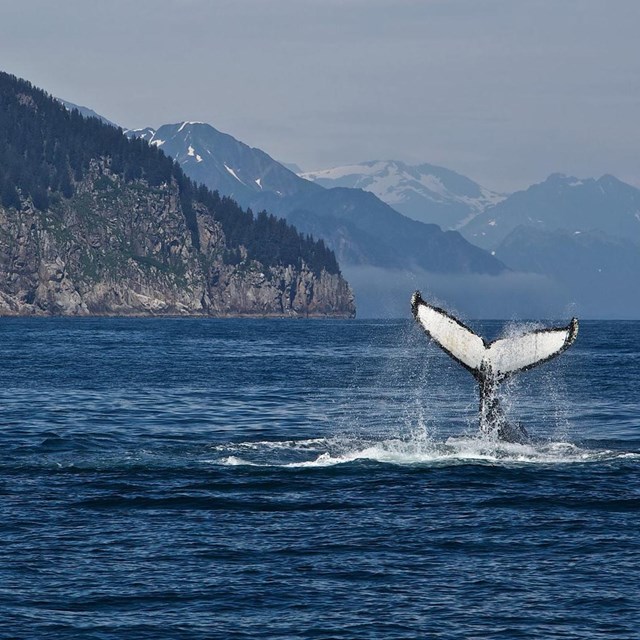 a whale fluke above the sea