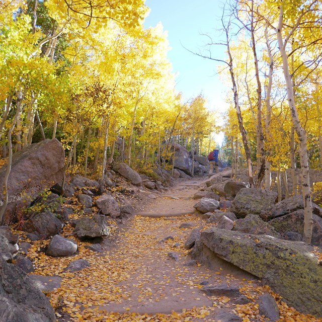 Yellow aspens line the trail