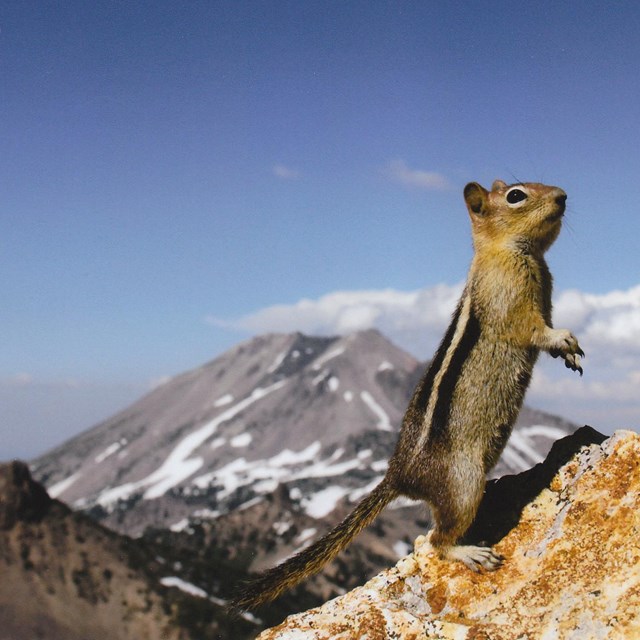a small striped squirrel stands on hind legs with a mountain in the background