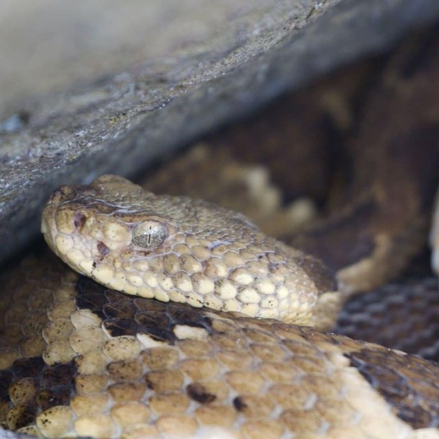a timber rattlesnake