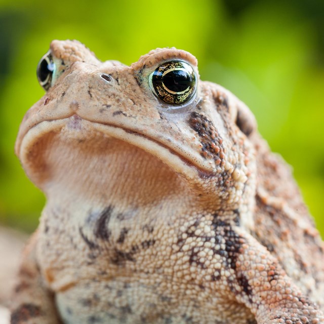 an american toad close up 