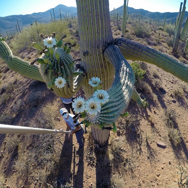 a citizen scientist uses a camera on a long pole to take a photo of flowering saguaro cactus